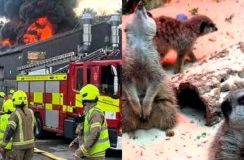 Fire Destroys Children's Zoo, Killing Every Animal Inside Newly Opened Family Attraction Fire destroys The Jungle Box children's zoo in Hertfordshire, killing all animals inside.