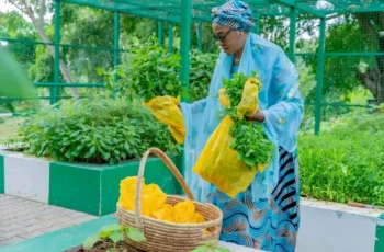Remi Tinubu Shares Harvest From Aso Villa Garden as Nigerians Revisit Her 'Grow Your Own Food' Advice Nigeria's First Lady, Remi Tinubu, displaying freshly harvested vegetables from her garden at the Presidential Villa in Abuja.